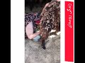 زندگی روستای دوشیدن گوسفندان گله 