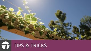 Add Translucency To Leaves | Tips & Tricks | Twinmotion Add Translucency To Leaves | Tips & Tricks | Twinmotion