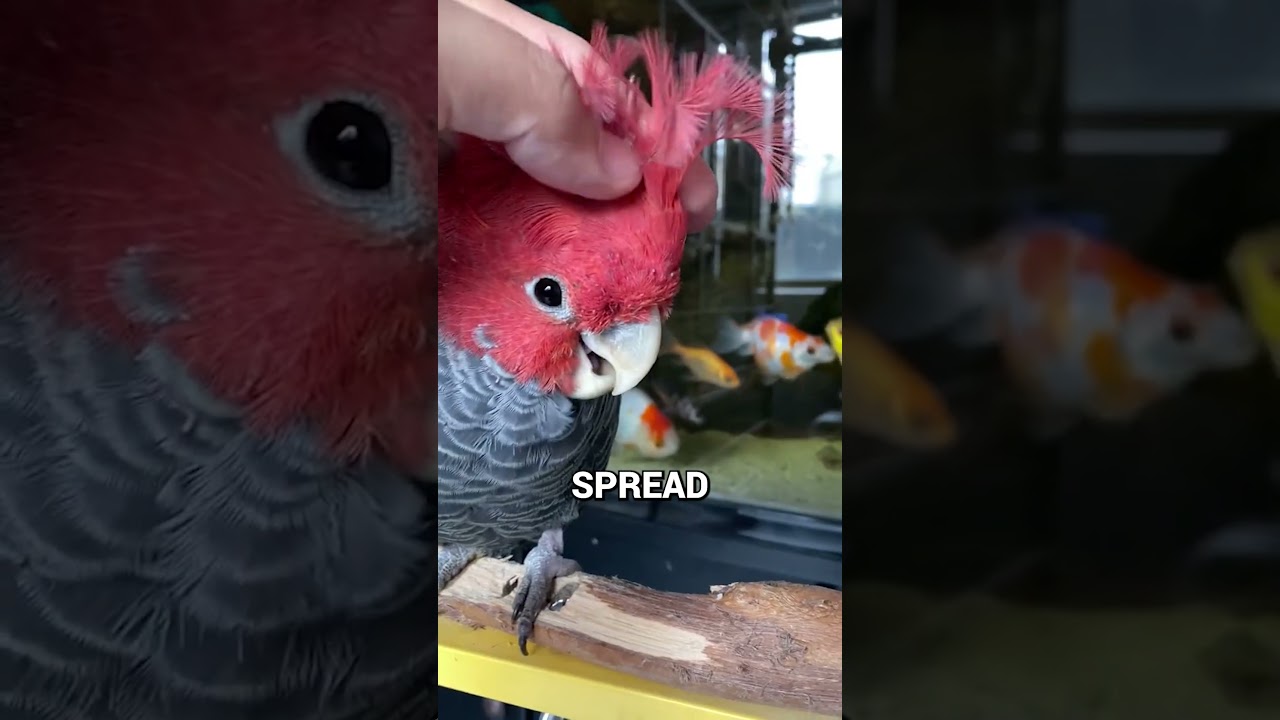 Why Birds Are Always Grooming Themselves