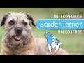 Border Terrier Breed, Temperament & Training の動画、YouTube動画。