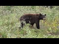 Black bear are the smallest of bear species  - wild life documentary - bear animal