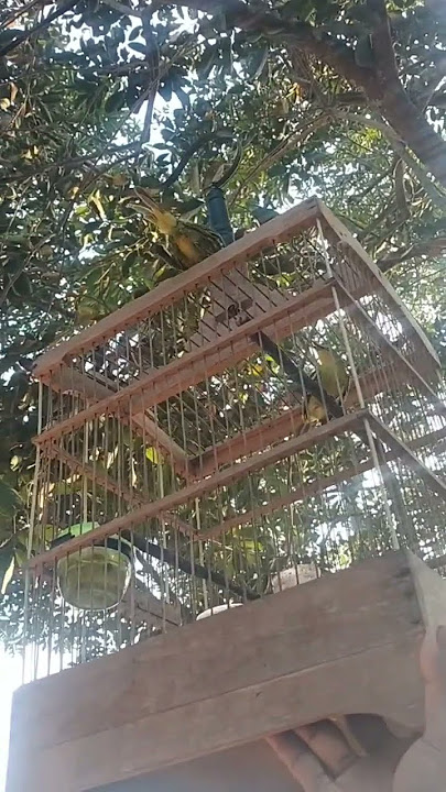 Cipo/Cipoh/Cipow Betina Tarung Merangsang Jantan Agar Mau Ikut Bunyi