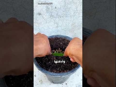 لن تصدق شجرة قرنفل تنمو من قطعة صبار في منزلك زراعة 