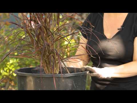 Vídeo: Zebra Ornamental Grass Care: consells per fer créixer plantes d'herba zebra