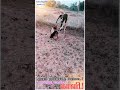 💙agaram jallikattu peravai kaali jallikattu lover whatsapp status tamil kallakurichi jallikattu💋