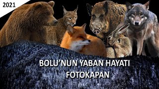 Bolu Fotokapan Görüntüleri / Bolu'nun Yaban Hayatı / 2021