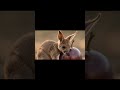 Australia’s Most Famous Animal Explained 🌍 #kangaroo #nature #amazingfacts #viralvideo