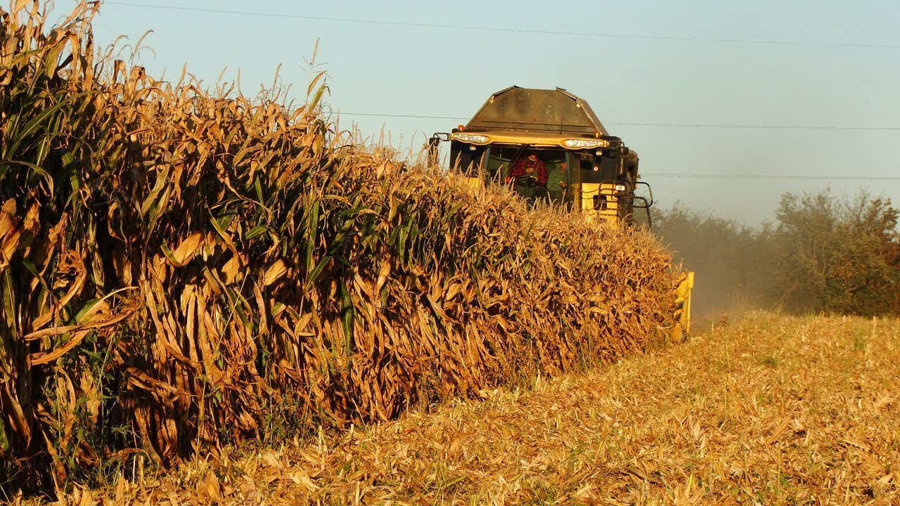 maxresdefault Maszyny New Holland w kukurydzy   VIDEO