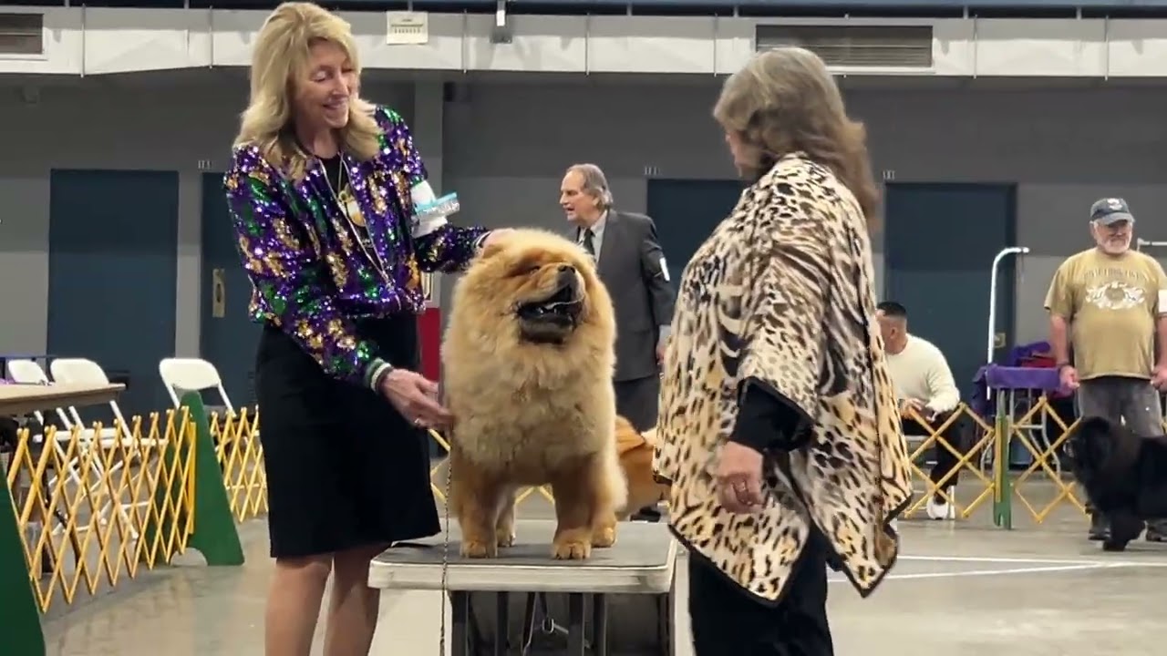 CFASC Chow Chow Specialty show Fresno Feb 13, 2026