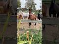 Schöne und starke Pferde ❤️#horse #pferde #animals #tiere #animal