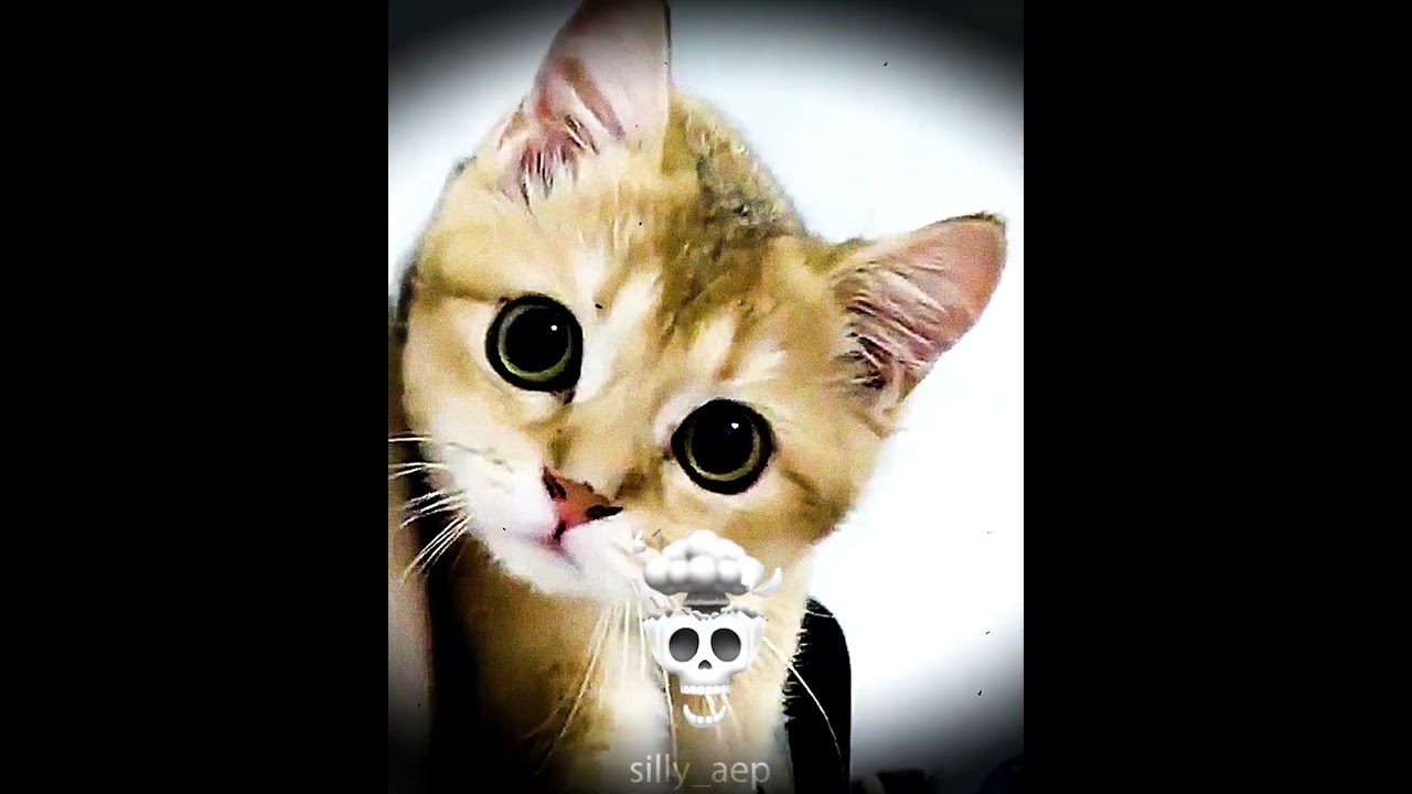 Stealth Cats 💀🥷  