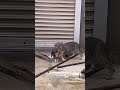 警戒する母猫と甘えたがる子猫達…。#shorts