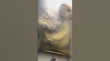 #michiganrocks #fossils #vinegar #soak cant wait to see how they turn out!