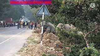 wild elephants highway crossing in Nambor and garampani road 