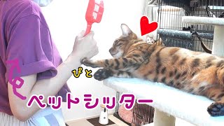 可愛い過ぎるペットシッターに猫達夢中です！