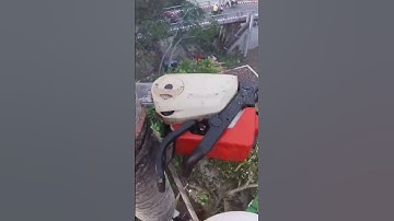 cưa cây dừa rớt trúng cây mít rụng hết trái.#short