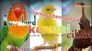 masteran murai  batu paling di cari durasi pendek...