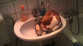 Katze Liegt Sich Ins Waschbecken Und Wird Geduscht