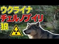チェルノブイリのオオカミの危険性