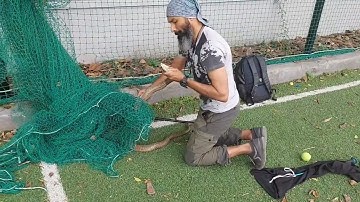Massive Cobra stuck in net. Caught and released. Release video in here. #viral #rare