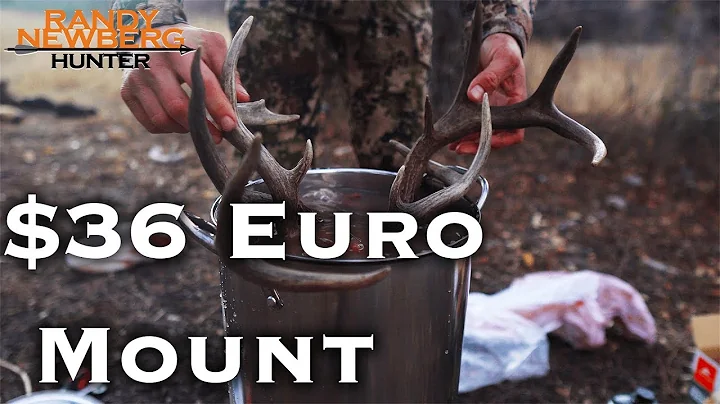 How To Do Your Own Deer Skull European Mount for $36