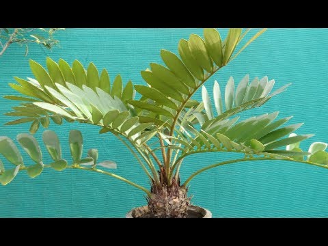 Video: Cardboard Palm Care - Zamia-palmojen kasvattaminen