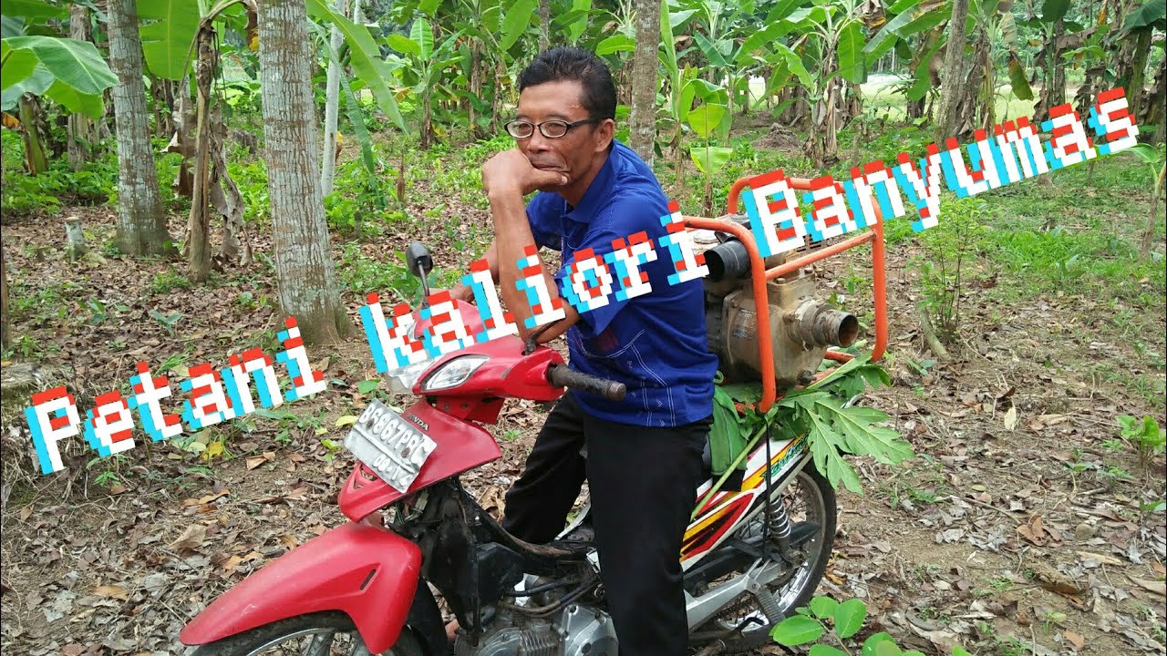 Musim kemarau tetap bisa tanam cabe rawit 