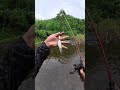 Chia Sẻ Kinh Nghiệm Câu Suối #cauca #fishing #fish #caulure