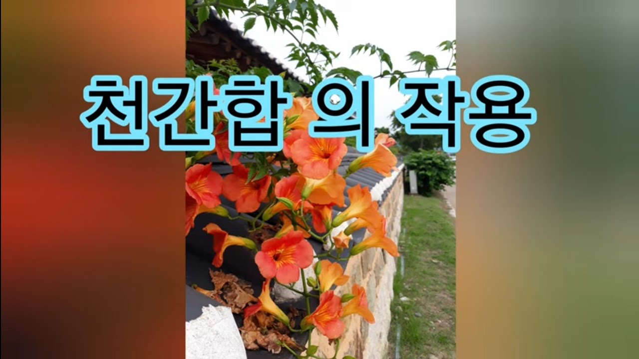 천간합의작용