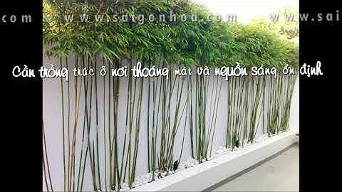 Trúc cần câu - hàng rào trúc cần câu