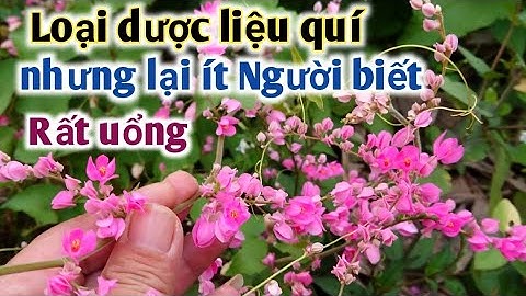 Loại dược liệu nổi tiếng ở Mỹ trị tiểu đường,chống viêm,giảm đau, trị ho,chống lạnh.PHAN HẢI Channel
