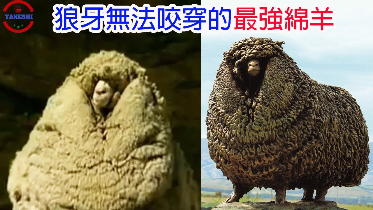 [生物放大鏡] 能抵禦狼咬的神之羊毛傳說 | 傳說職業
