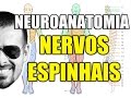 Nervos Espinais - Sistema Nervoso (Neuroanatomia) - Anatomia Humana - Vídeo Aula 104