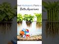 Best Hydroponic plants for Betta aquarium