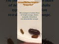 Armadillidium Vulgare Tangerine #isopodfactory #shopisopods #isopodsofyoutube #isopods #invertabrate