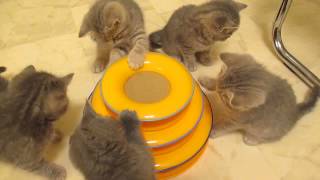 British shorthair kittens playing by KillerCats100 121 views 9 years ago 1 minute, 1 second