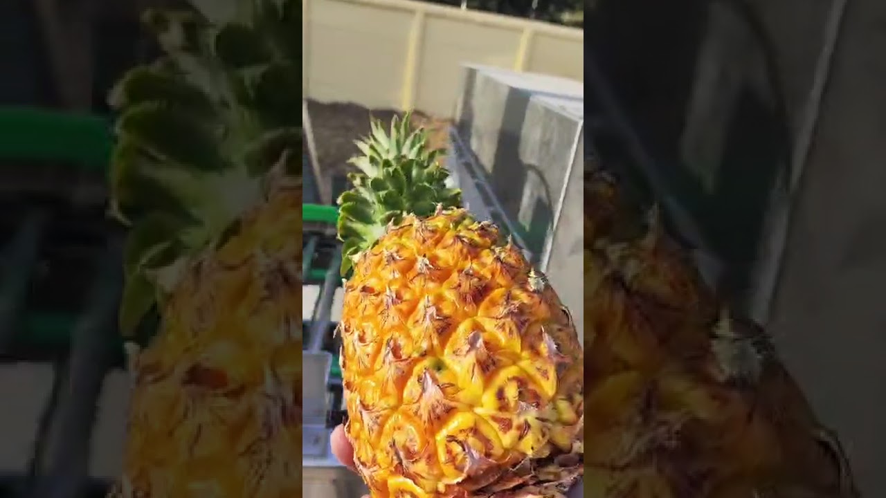 Avocado, guava,Pomegranate,pineapple non-destructive weighing fruit washing and sorting machine