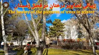 The beauty of the pictures of trees in winter ????☘️??زیبائی تصاویر درختان درفصل زمستان/Ali Haidari