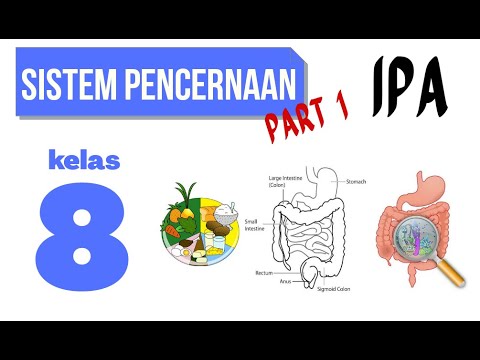 SISTEM PENCERNAAN MANUSIA PART 1 IPA KELAS 8 SMP YouTube