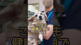 おばあちゃんわんこの歯石取りスタッフわんこヴェルちゃんのお口をキレイに