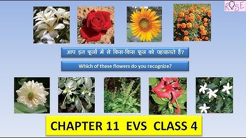 Class 4 EVS Chapter 11 | आप किन फूलों को पहचानते हैं ?  | Can you identify these flowers? |