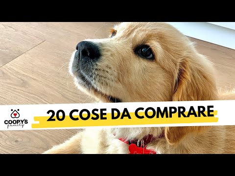 Video: 10 cose che ti servono prima di prendere un cane