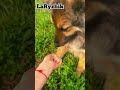 #дрессировкасобак #собака #dance #dog #дрессировка #дресировка #dancechallenge #germanshepherd