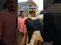 மாடு வாங்கும் போது 🔥 #cow