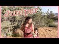 Healing Remedies of the Juniper Bush