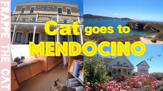 Balinese cat explorers downtown Mendocino  4K by Frappe the cat 25 views 1 year ago 6 minutes, 46 seconds