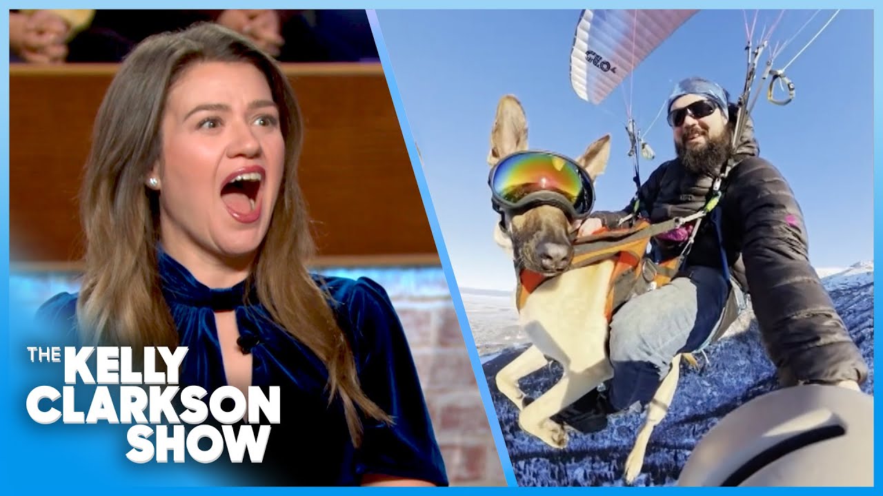 Kelly Clarkson Is Amazed By Viral Paragliding Dog!