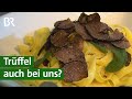 Spezialitäten aus Unterfranken: Wachsen Trüffel auch bei uns? | Unser Land | BR