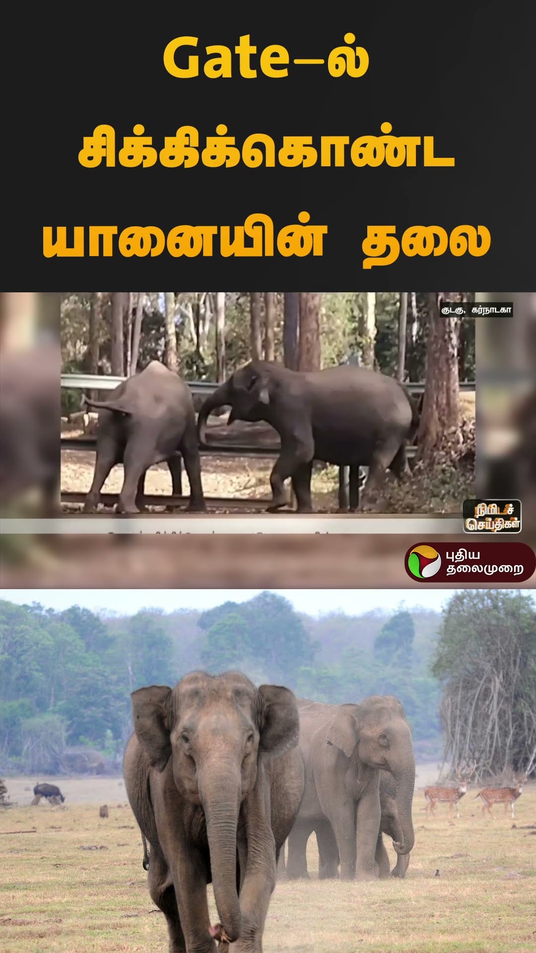 Gate-ல் சிக்கிக்கொண்ட யானையின் தலை | #karnataka | #elephant | #shorts