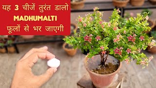 यह 3 चीजें तुरंत डाल दो बारिश के मौसम में Madhumalti फूलों से भर जाएगी, Rangoon creeper fertilizers